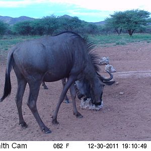 Trail Camera Namibia