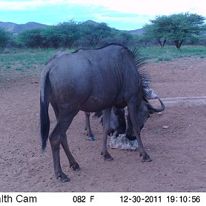 Trail Camera Namibia