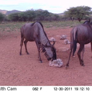 Trail Camera Namibia