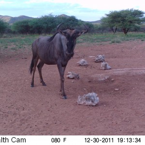 Trail Camera Namibia