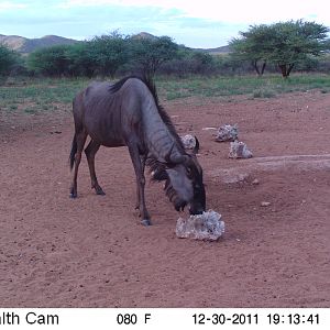 Trail Camera Namibia