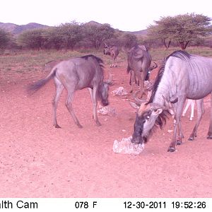 Trail Camera Namibia