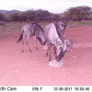 Trail Camera Namibia