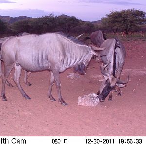 Trail Camera Namibia