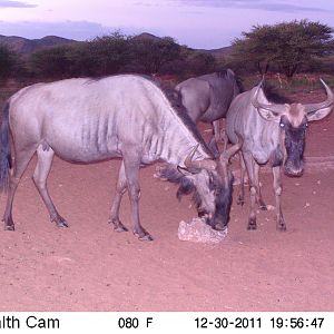 Trail Camera Namibia