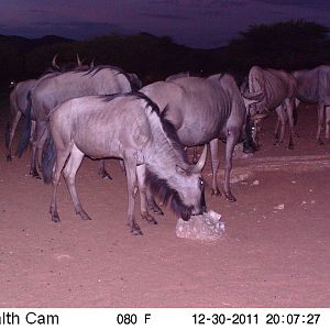 Trail Camera Namibia