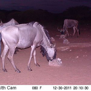 Trail Camera Namibia