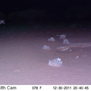 Trail Camera Namibia