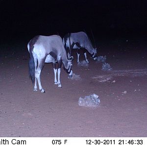 Trail Camera Namibia