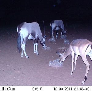 Trail Camera Namibia