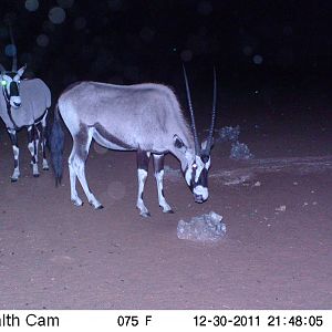 Trail Camera Namibia