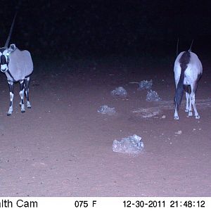 Trail Camera Namibia