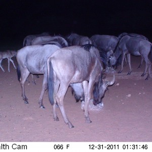 Trail Camera Namibia