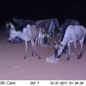 Trail Camera Namibia