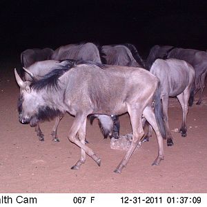 Trail Camera Namibia