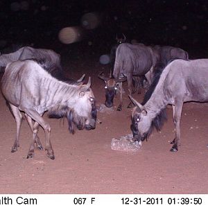 Trail Camera Namibia