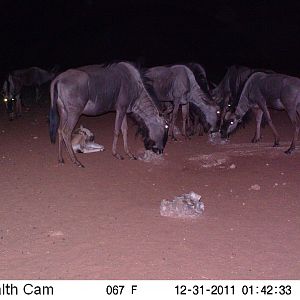 Trail Camera Namibia