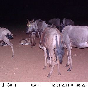 Trail Camera Namibia