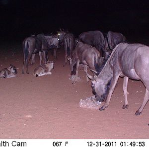 Trail Camera Namibia