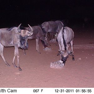 Trail Camera Namibia