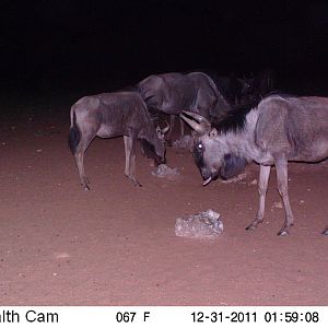 Trail Camera Namibia