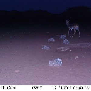 Trail Camera Namibia