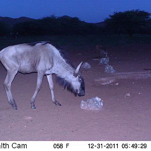 Trail Camera Namibia