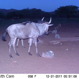 Trail Camera Namibia