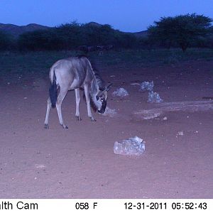 Trail Camera Namibia