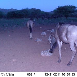 Trail Camera Namibia