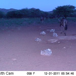 Trail Camera Namibia