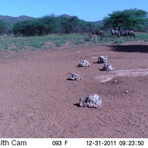 Trail Camera Namibia