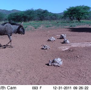 Trail Camera Namibia