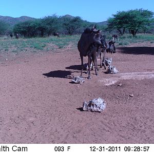 Trail Camera Namibia