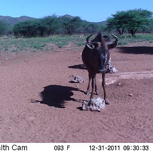 Trail Camera Namibia