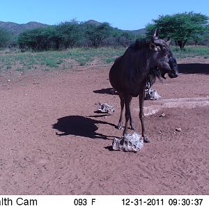 Trail Camera Namibia