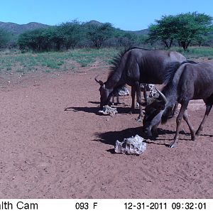 Trail Camera Namibia