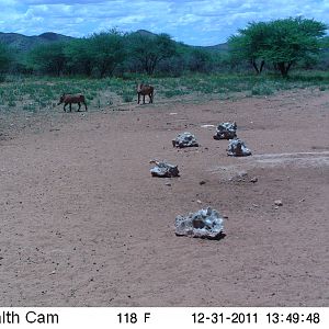 Trail Camera Namibia