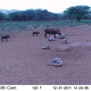 Trail Camera Namibia