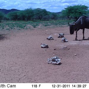 Trail Camera Namibia