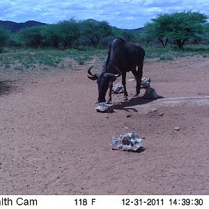 Trail Camera Namibia