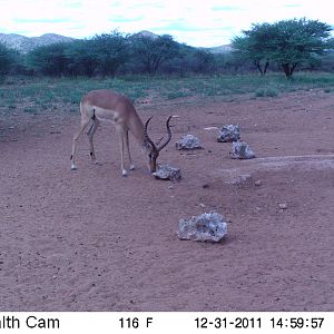 Trail Camera Namibia