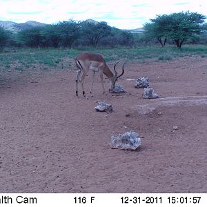 Trail Camera Namibia