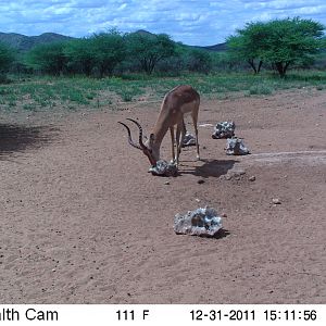 Trail Camera Namibia