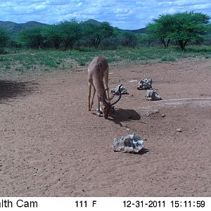 Trail Camera Namibia