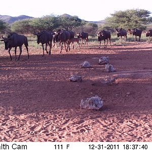 Trail Camera Namibia