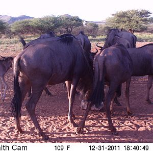 Trail Camera Namibia