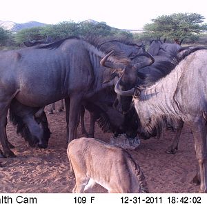 Trail Camera Namibia