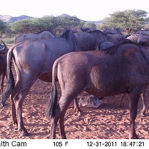 Trail Camera Namibia