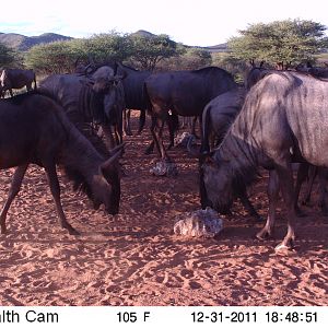 Trail Camera Namibia